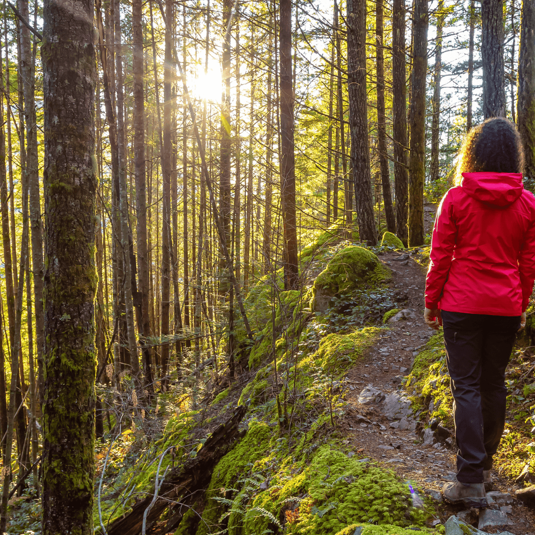 A person in a red jacket walks along a sunlit trail surrounded by tall trees and lush greenery.