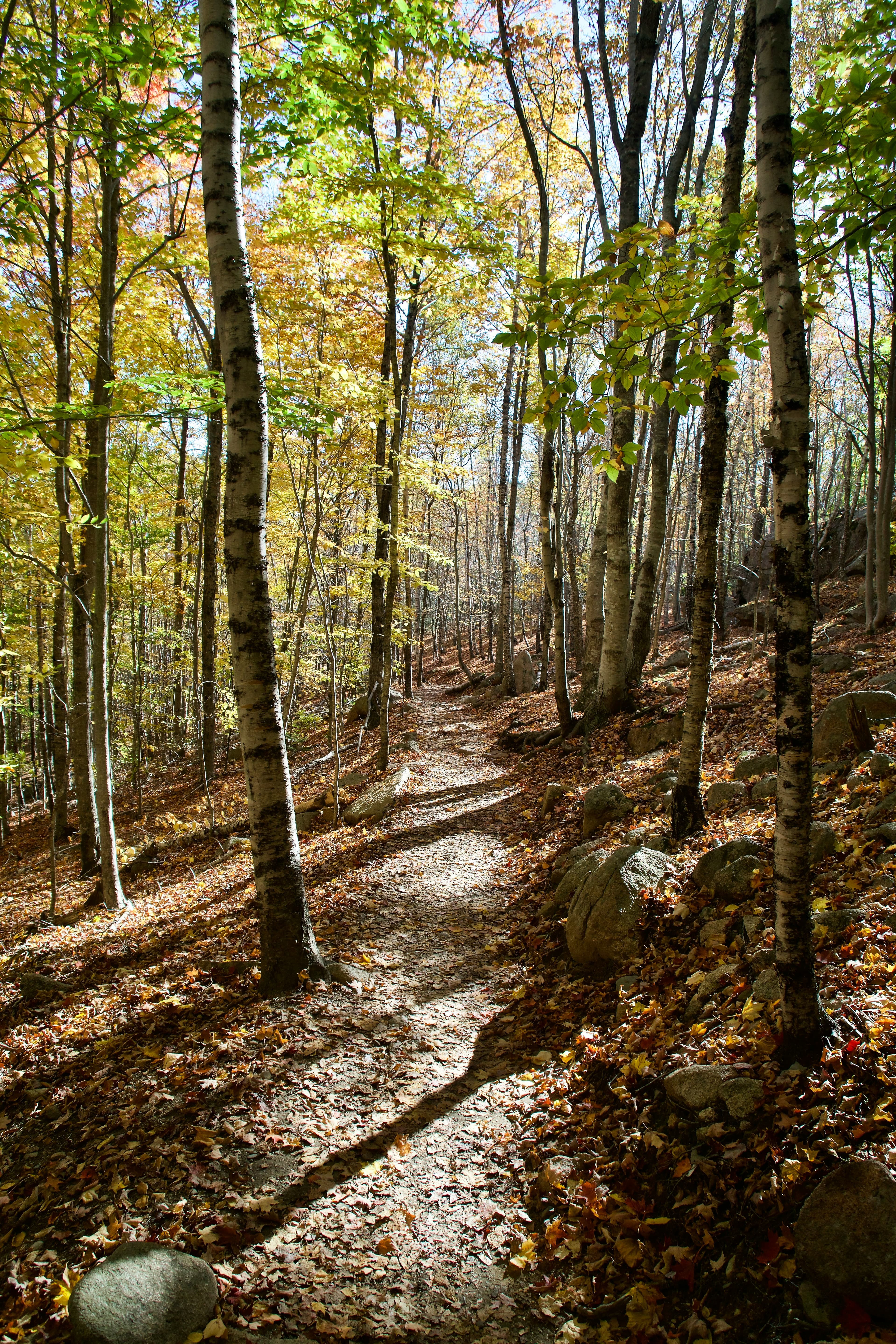 A winding dirt path through a vibrant, autumn forest.